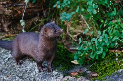 American mink