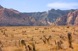 Nevada desert