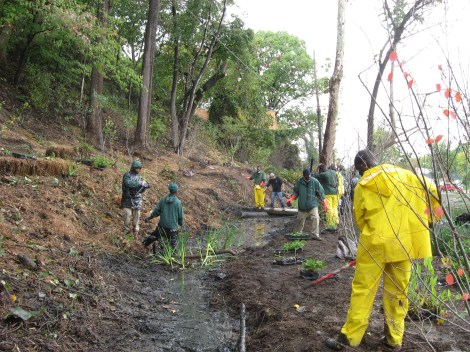 DC Green Corps planting native wetlands to restore habit along Watts Branch in 2011