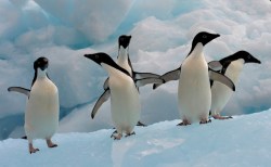 Penguins in Antarctica