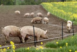 Striped Pig Distillery's grain waste gets fed to namesake local residents.