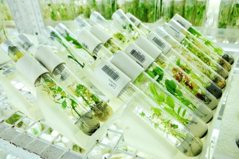 test_tube_plants