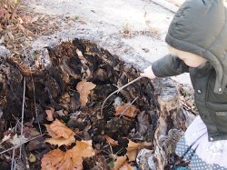 Poking a puffball fungus to watch spores explode