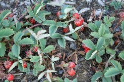 Wild strawberries