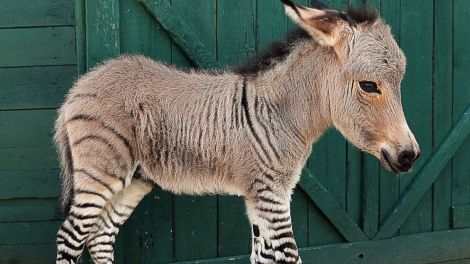 zonkey-zebra-donkey-baby