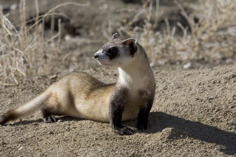 Black-footed ferret.