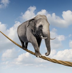 elephant on a tightrope