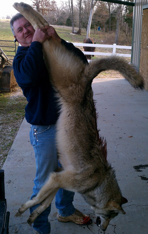 endangered-gray-wolf