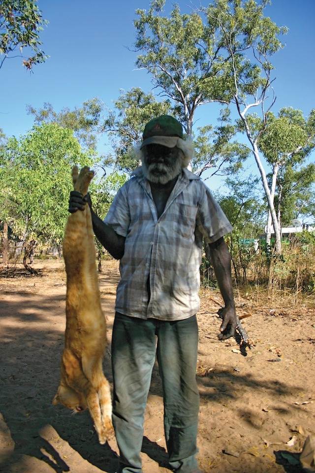 giant_feral_cat