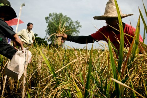 Golden Rice