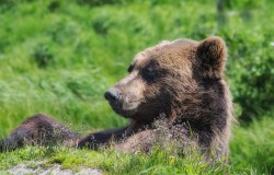 A grizzly bear lapping up Alaska's warm summer.