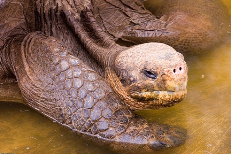 pinzon tortoise