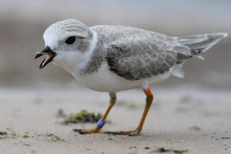 Piping plover.