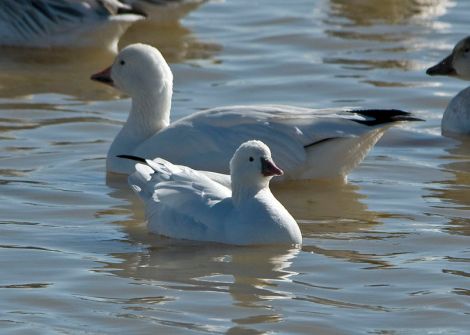 Ross' Geese.