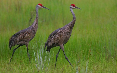 Sandhill cranes.