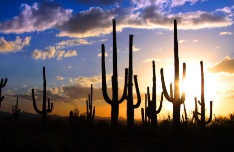 Saguaro cacti in Saguaro National Park