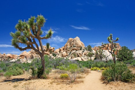 Joshua trees in Joshua Tree National Park