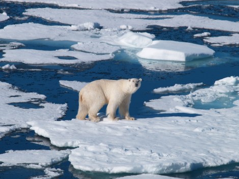 polar bear on ice