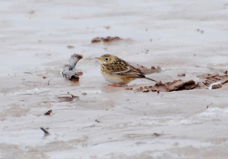 Sprague's pipit.