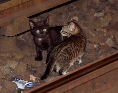 subway_kittens