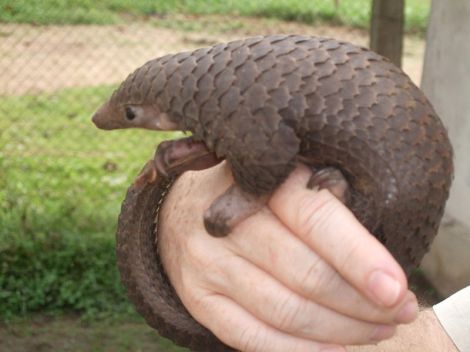 Tree_Pangolin