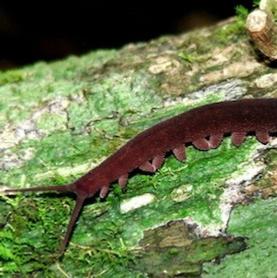 The new velvet worm.