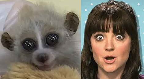 Slow loris, meet (fake) Zooey Deschanel.