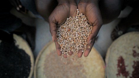 seeds in haiti