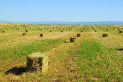 baled alfalfa