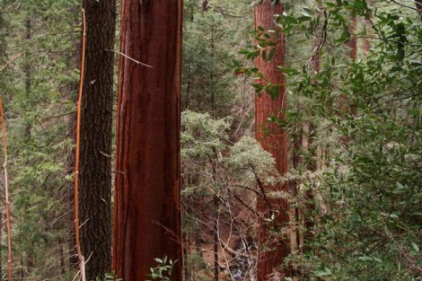 Sequoias of the Cedar Creek Grove in Sequoia National Park.