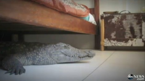 croc_bed