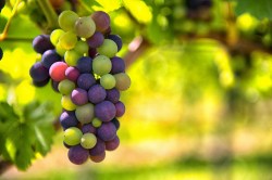 Grapes