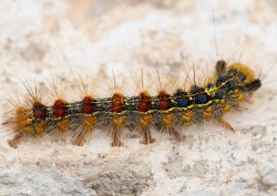 Gypsy moth caterpillar