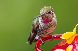 hummingbird