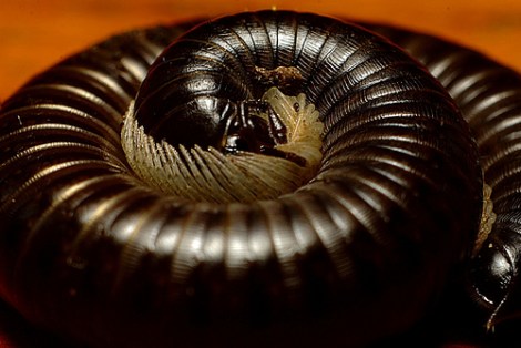 millipede