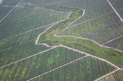 Palm oil deforestation