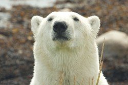 polar bear