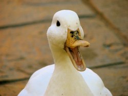 angry-duck