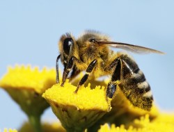 Bee on flower