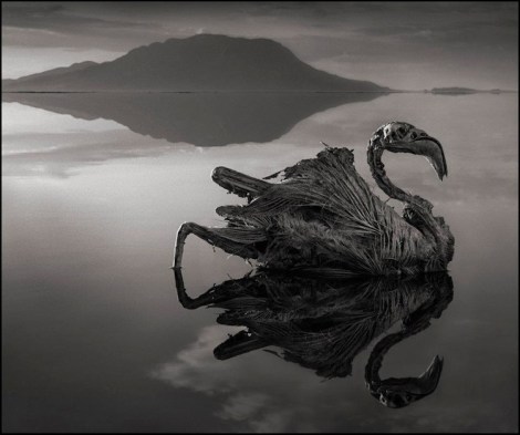 Calcified-Flamingo-Lake-Natron-sn3