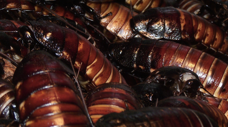 cockroaches-flickr