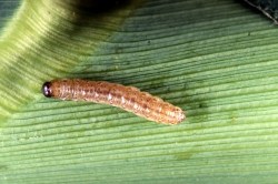 European corn borer, Ostrinia nubilalis.