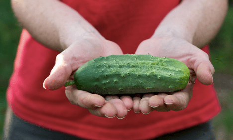 cucumber-cuke-chiots-run-flickr