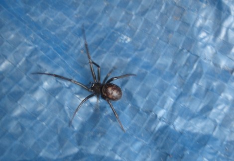 false black widow