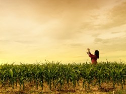 A Mexican cornfield.