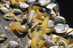 Gooseneck barnacles