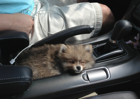 pup-holder-imgur-CUTEST