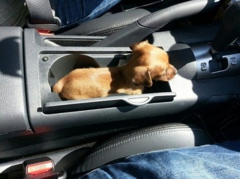 pup-holder-imgur