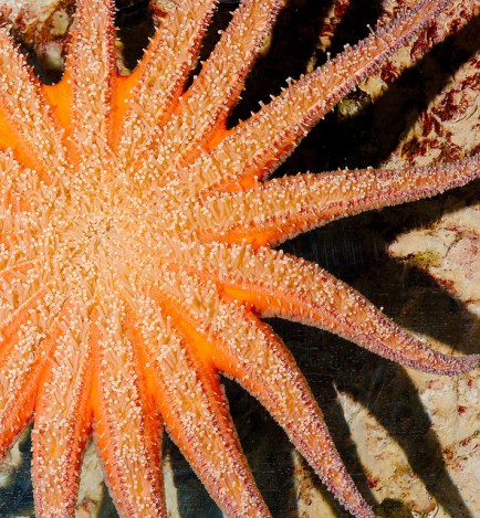 sea star