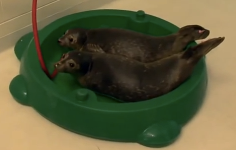 seals-in-kiddie-pool